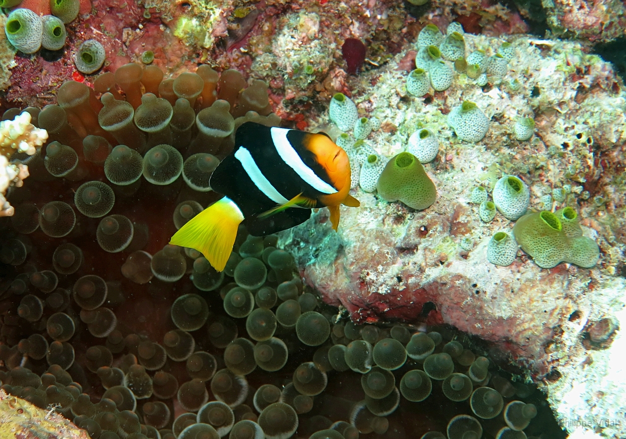 Velidhu - 2013_03_10 - IMG_0427rf_Poisson clown de Clark - Amphiprion clarki_Kuda faru_Plongee.jpg